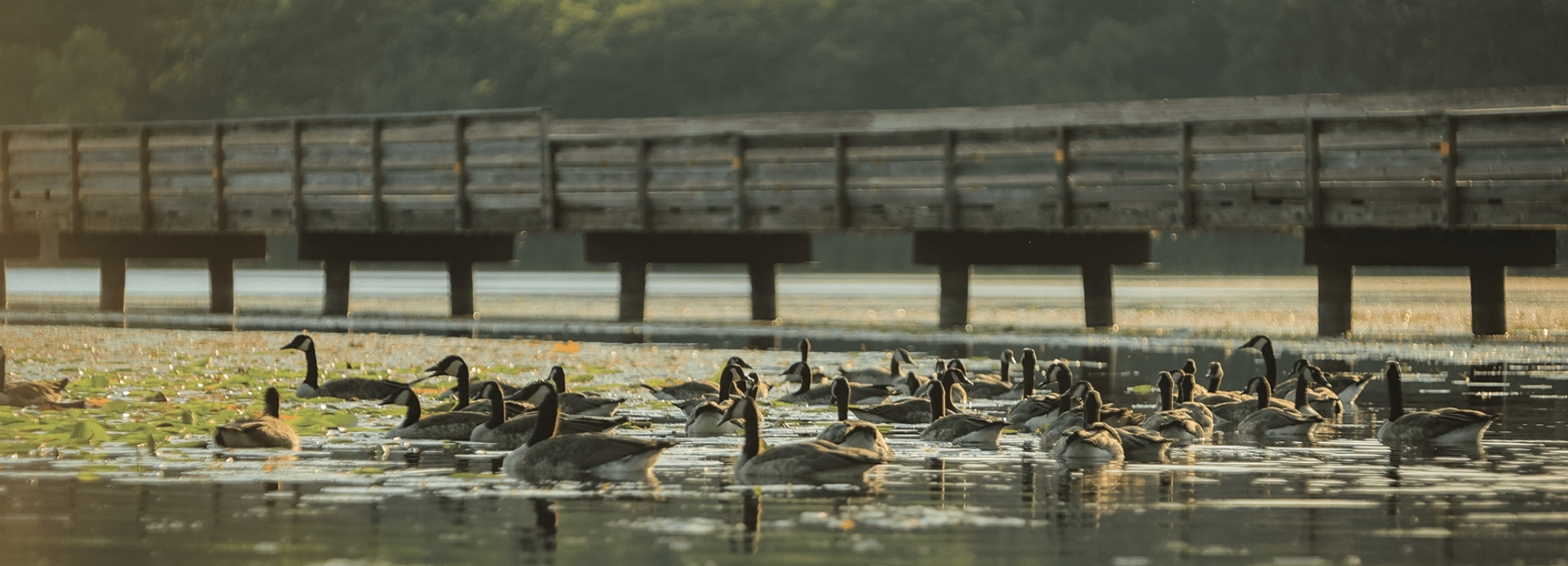 Slider_Geese by bridge